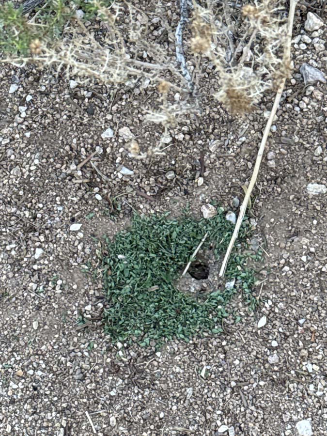 A series of photos depicting an ant hole surrounded by the green leaves gathered by the ants and a long trail of ants carrying food to the hole.