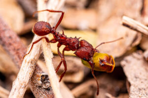 A Desert Leafcutter Ant (Acromyrmex versicolor) Harvesting Seed in Sabino Canyon, Tucson, Arizona.