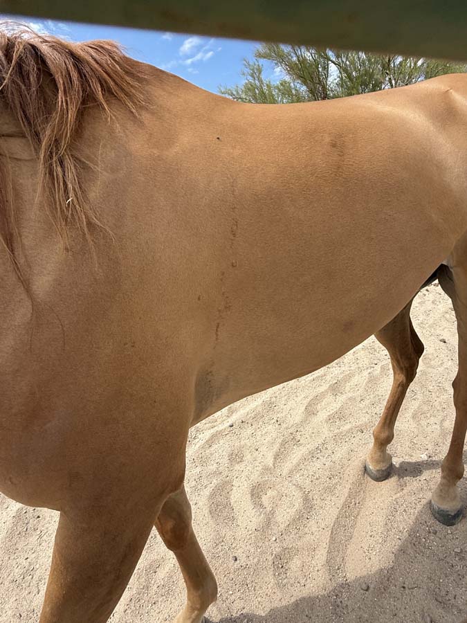 A close up image of Exuma's coat and reddish main and tail.