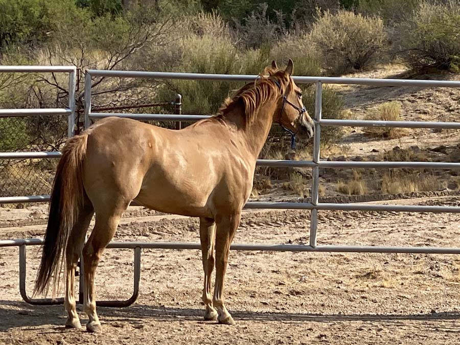 Exuma has a shiny, tan coat.