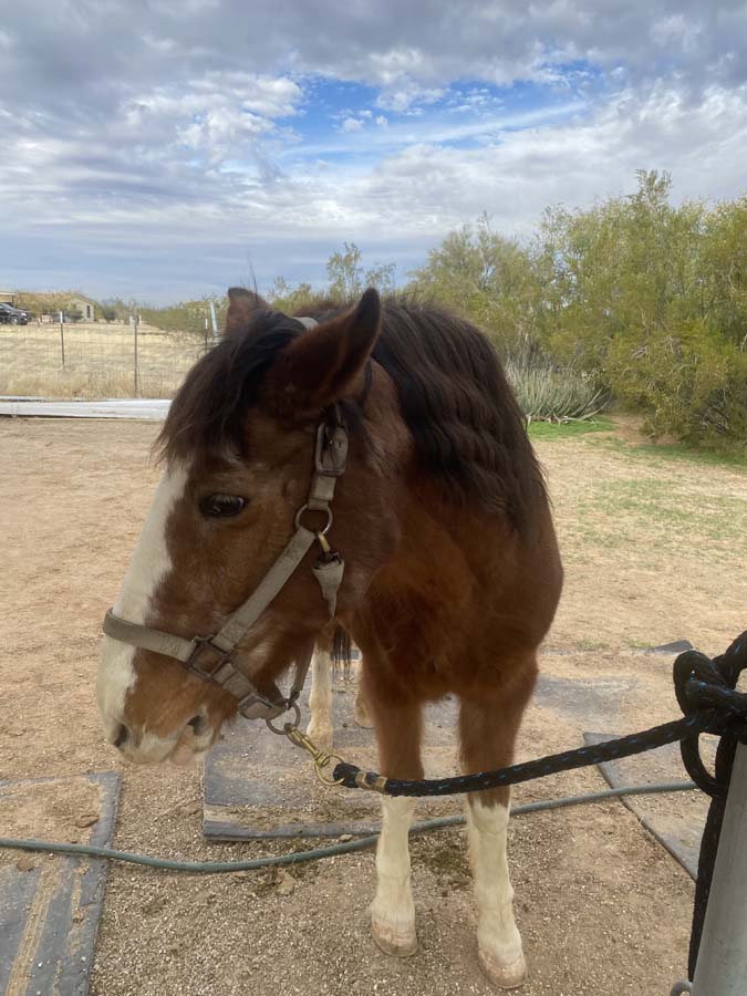 Napoleon has a thick chestnut coast with white patches on his muzzle and legs.