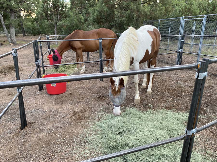 Poncho and Boogie munch on their hay breakfast.