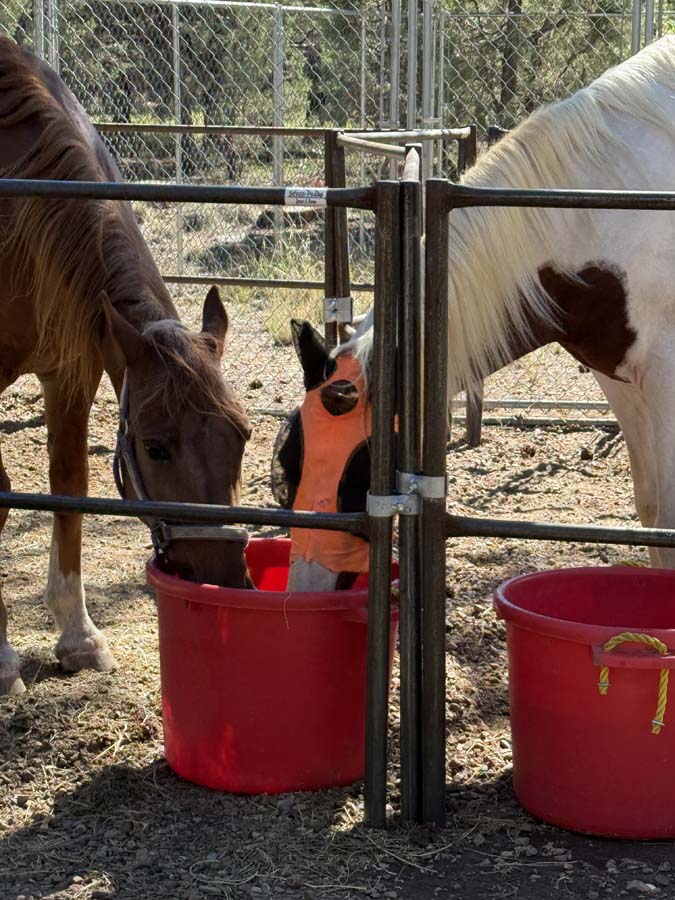 Poncho, sticking his head through the fence to drink out of Boogie's red water bucket.