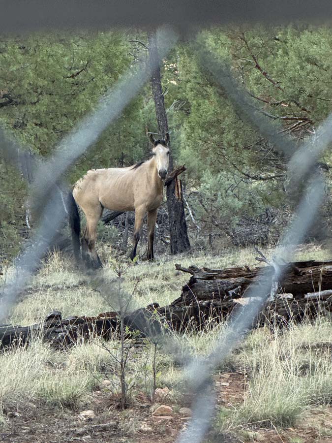 A wild, tan mare watches the onlooker through a chain-link fence.