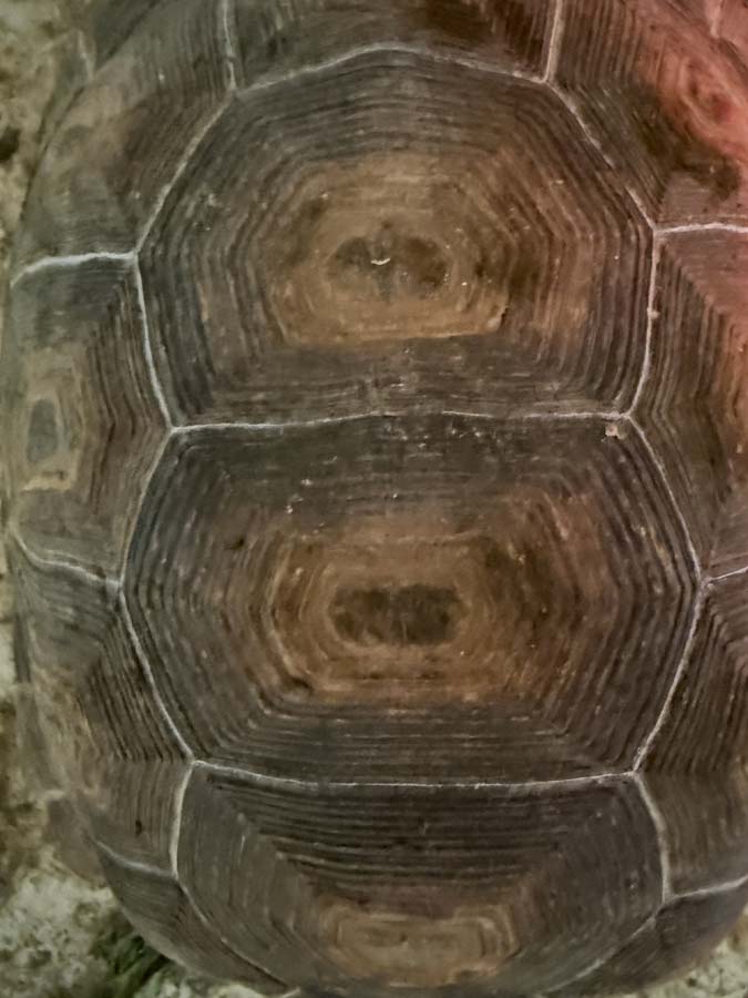 A close-up image of the numerous rings on a tortoise shell.
