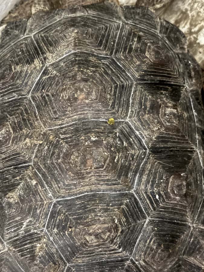 A tortoise shell showing the hexagonal rings.