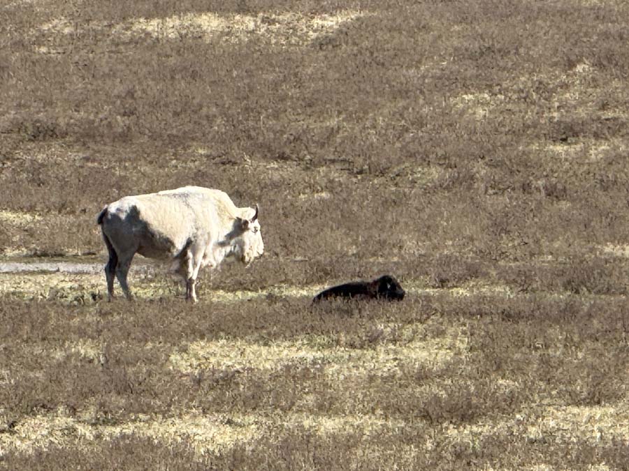 A white bison mother stands over her brown calf in a dry meadow.