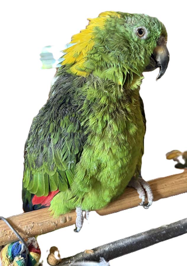 Paco, a green parrot with a yellow neck, his feathers are ruffled as he eyes the camera.