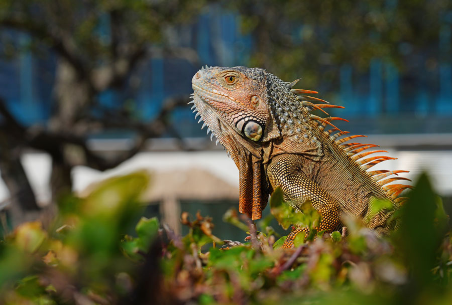A wild iguana by the river in the Brickell neighborhood of Miami, Florida.