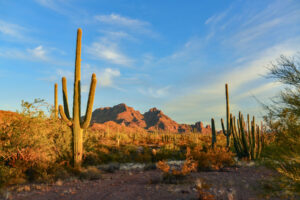 Arizona desert landscape, giant cacti Saguaro cactus against the blue sky.