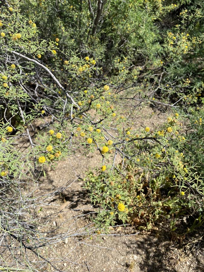 An acacia tree with fuzzy yellow blossoms.