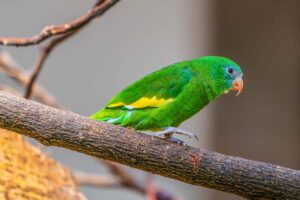 A white-winged parakeet (similar to Bebe) perches on a branch.