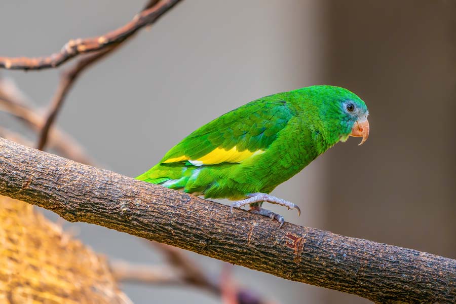 A white-winged parakeet (similar to Bebe) perches on a branch.