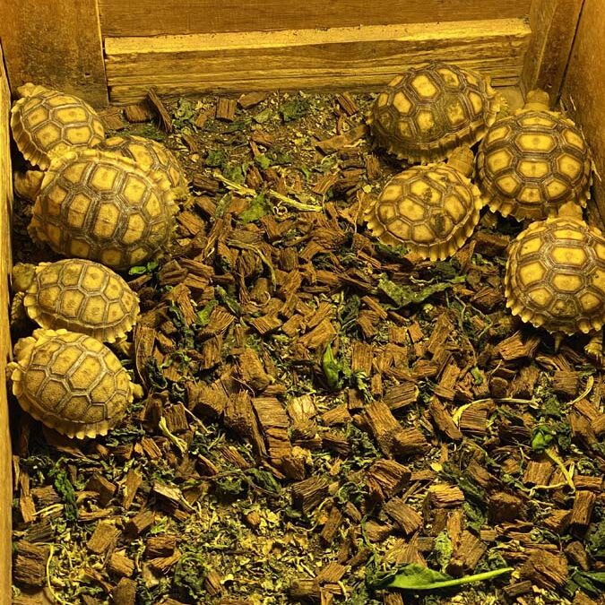 Hatchling sulcata tortoises cluster together in a wooden box.