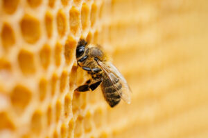 A honey bee on on honeycomb.