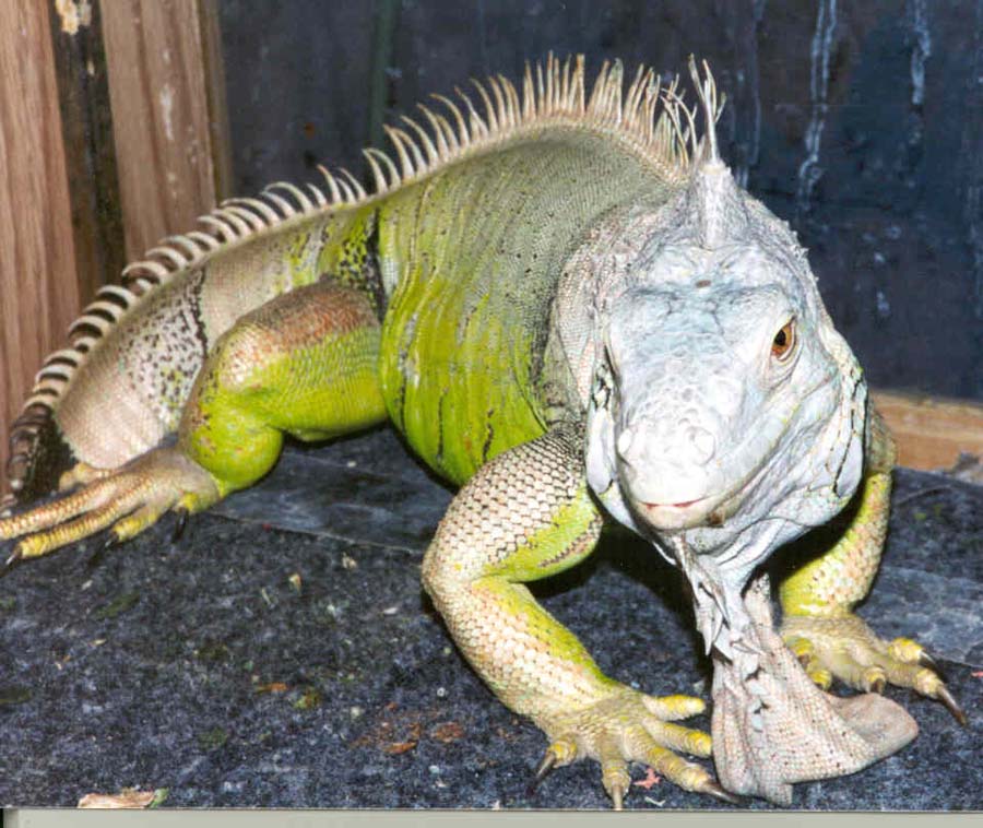 A large iguana with a bright green torso and spiny back. 