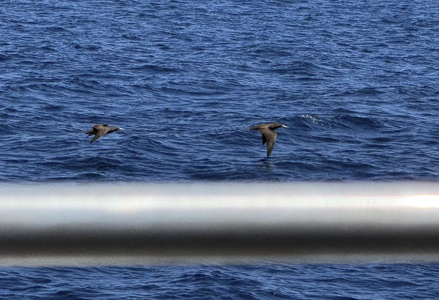 The boobies flying beside the boat, the boat railing is in the foreground.