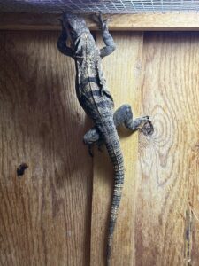 Twizzler climbing up the side of his wooden enclosure.