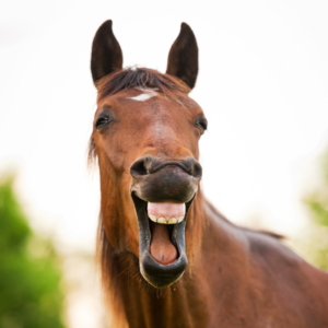 A horse with an open mouth.